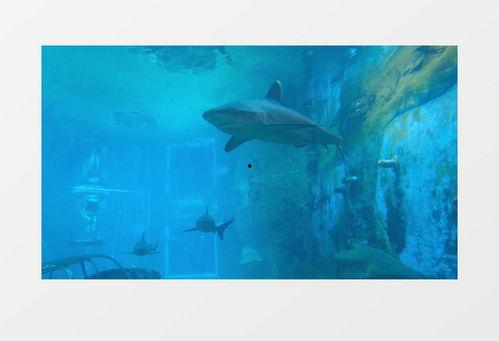 鲨鱼最新爆料视频大全下载,揭秘幕后真相，带你走进神秘世界